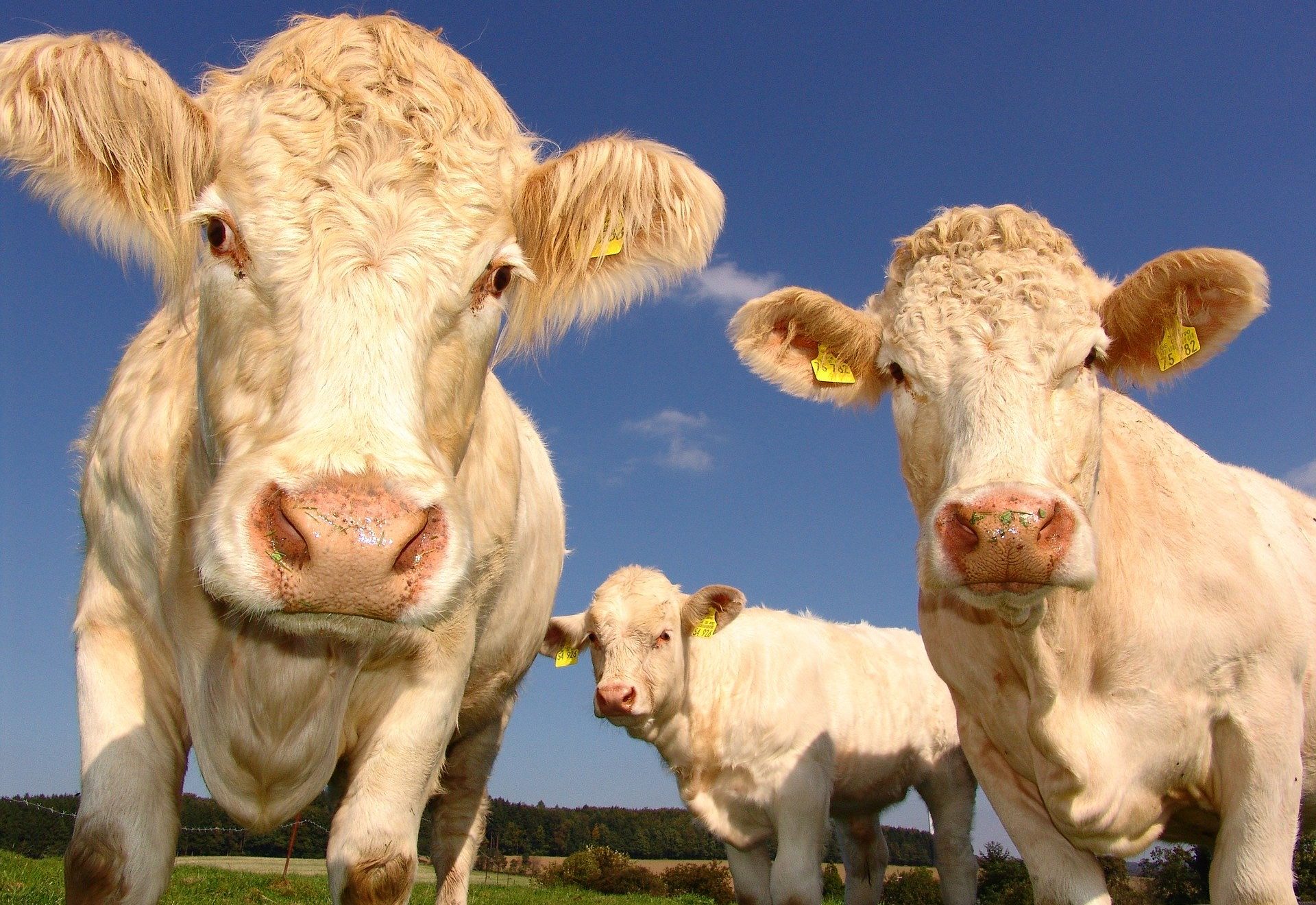 Kühe, Landwirtschaft, Landwirte