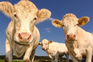Kühe, Landwirtschaft, Landwirte